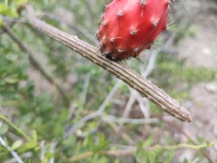 Peniocereus striatus