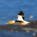 Cape Gannet - Photo (c) Ian White, some rights reserved (CC BY-ND)