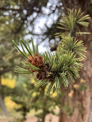 Pinus aristata