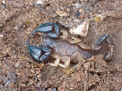 Urodacus manicatus
