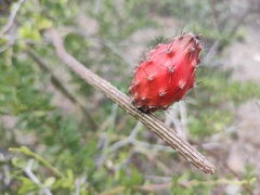 Peniocereus striatus