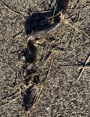 Pantherophis alleghaniensis