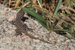 Sceloporus graciosus vandenburgianus