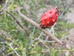 Peniocereus striatus