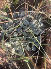 Eriogonum tenellum