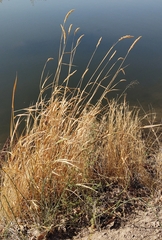 Calamagrostis stricta