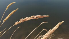Calamagrostis stricta