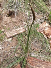 Xanthorrhoea minor lutea