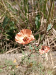 Sphaeralcea miniata