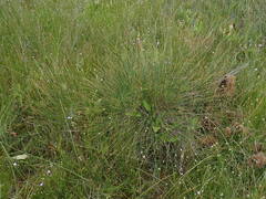 Trichophorum cespitosum