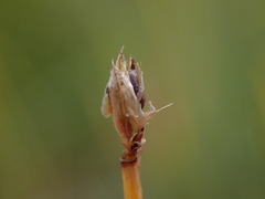 Trichophorum cespitosum