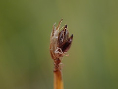 Trichophorum cespitosum