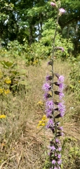 Liatris squarrulosa