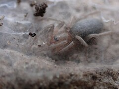 Clubionidae