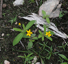 Melampodium longipilum