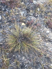 Carex nardina