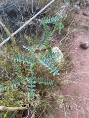 Astragalus praelongus