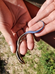 Plestiodon skiltonianus