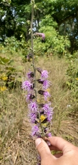 Liatris squarrulosa