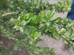 Jatropha cuneata