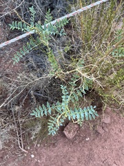 Astragalus praelongus