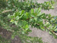 Jatropha cuneata
