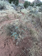Astragalus praelongus