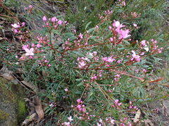 Boronia