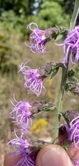 Liatris squarrulosa