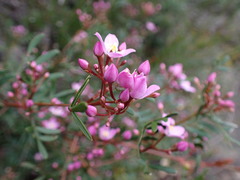 Boronia