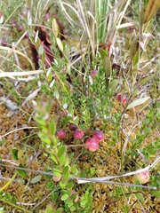 Vaccinium macrocarpon