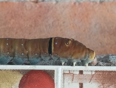 Papilio multicaudata multicaudata