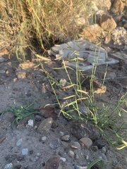 Echinochloa colona