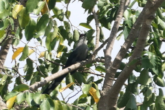 Phaenicophaeus tristis