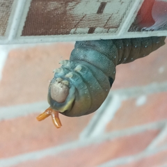 Papilio multicaudata multicaudata