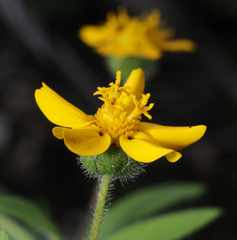 Melampodium longipilum