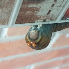 Papilio multicaudata multicaudata