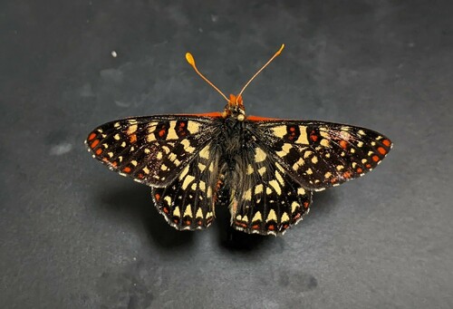 iNaturalist observation photo of Variable Checkerspot