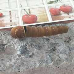 Papilio multicaudata multicaudata