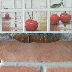 Papilio multicaudata multicaudata