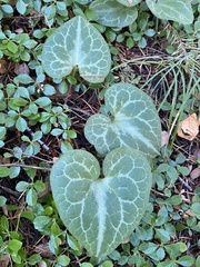 Asarum hartwegii