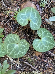 Asarum hartwegii