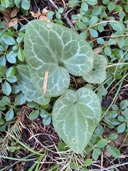 Asarum hartwegii