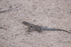 Uta stansburiana elegans
