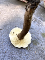 Lactarius lignyotus
