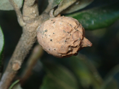 Heteroecus pacificus