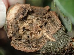 Protobalandricus spectabilis