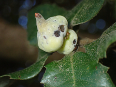 Heteroecus sanctaeclarae