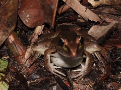 Lithobates brownorum