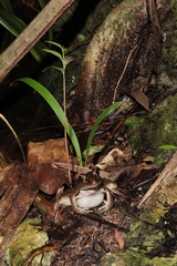 Lithobates brownorum